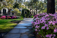 Savannah in the Spring